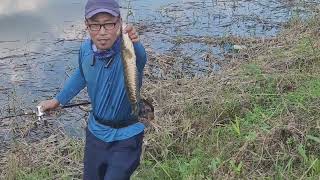 가물치낚시  던지면 무는 가을 가물치240927 낚시 fishing 가물치낚시 가물치 snakehead snakeheadfishing [upl. by Rye]