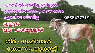 ഗിർ  സഹിവാൾ ക്രോസ് പശുക്കുട്ടി  മലപ്പുറം 9656427719 [upl. by Ardnoyek]