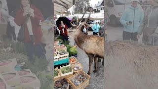 Cervo affamato al mercato di Cortina dAmpezzo [upl. by Egiaf]