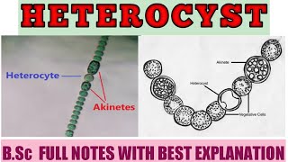 HETEROCYST  Nitrogen Fixing Cell  BSc  MSc Botany Notes with full Explanation  ZBC [upl. by Beal]