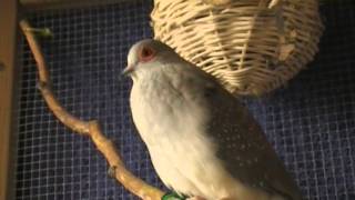 Diamanttaube Gurrt  diamond dove cooing [upl. by Terryl]