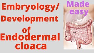 Endodermal cloaca  Urogenital sinus  primitive rectum  Embryology of endodermal cloaca hindgut [upl. by Nytsirk]