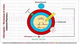 Topic 23 Antimalarial Drugs  Chloroquine Mechanism of Action  Chloroquine MOA  Antimalarial [upl. by Delfine]