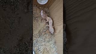 Onze nessia gaat vervellen reptiles leopardgecko [upl. by Nnaeiram50]