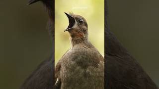 This Bird Can Mimic Any Sound 🔊 shorts [upl. by Auqinimod]