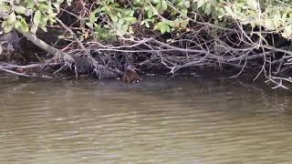 Water Rail taking a bath at the vooroever wervershoof [upl. by Litnahc]