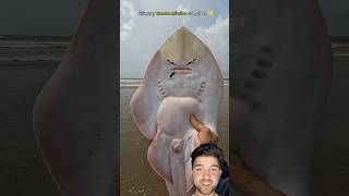 strange fish saved stingray fishing shark sealife fish ocean [upl. by Yliab]