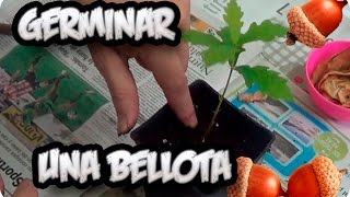 Como Germinar Una Bellota No Falla  La Huertina De Toni [upl. by Attenyw30]