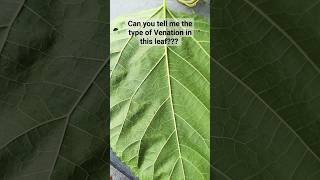 Leaf Venation Explained in Shorts trending shorts leaf [upl. by Minica877]