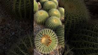 Discover the Beauty of Echinocactus nature plants cactus [upl. by Ehcar]