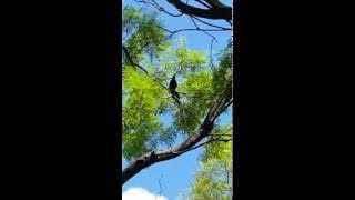 GreatTailed Grackle  Courtship Posture [upl. by Dranyer]