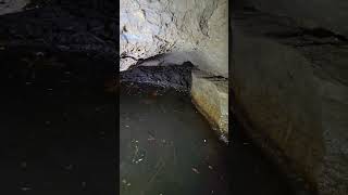 Muskrat House Inside Cave [upl. by Jimmie]