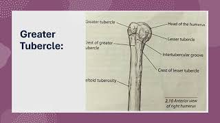 Key Bony Landmarks of the Superior Humerus Essential for Shoulder Function [upl. by Luwana]