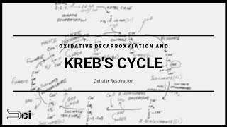 Krebs Cycle  Cellular Respiration  Tamil [upl. by Phillane758]