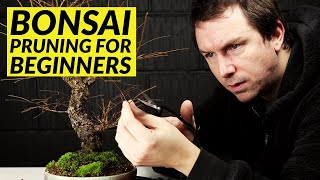 5 Bonsai Pruning Tips for Beginners [upl. by Modie]