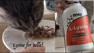 Belle on Meds  Benefits of Lysine to a Kitten Lysine promotes fast healing Spay [upl. by Gere284]