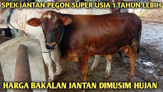 TerbaruHarga Sapi Bakalan Jantan Pegon Super Usia 1 Tahun Dimusim HujanHarga Pedetan Jantan [upl. by Gascony]