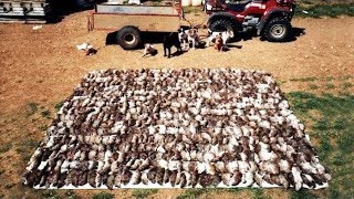 Amazing Rat Catching With Farm Dogs Kill About 500 Rats [upl. by Ecinad]