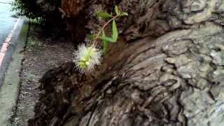 千層樹，白千層開花 Melaleuca Blooming 地點：國立桃園農工 B [upl. by Haymes]