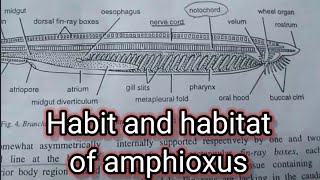 Habit and habitat of amphioxusbranchiostomazoologygirl on fire [upl. by Vladamir]