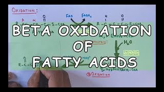 Beta Oxidation of Fatty Acids  Degradation of Saturated Fatty Acids [upl. by Dallon]