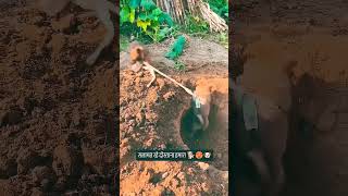 Salamat rahe Dostana dog doglover shortvideo sheela dosti 🙏🙏🙏🙏🙏 [upl. by Ecyarg]