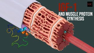 SQ Insulinlike Growth Factor IGF and Muscle Synthesis [upl. by Initof]