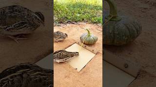 Amazing Unique Bird Trap  Quail Trap shorts [upl. by Therine]