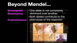 Beyond Mendelian Genetics [upl. by Ecaidnac]