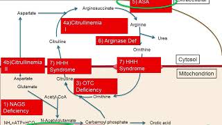 Urea Cycle Part 5 of 5  Disorders and Treatments [upl. by Amisoc]