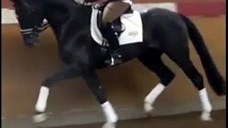 wwwsporthorsesonlinecom 2011 Hanoverian Dressage stallion SOLD [upl. by Salkcin]