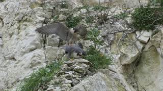 Pair of Peregrine falcons Falco peregrinus mating in a disused chalk quarry England UK April [upl. by Rosenthal]