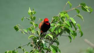 Euplecte ignicolore Euplectes orix Southern Red Bishop [upl. by Kira481]