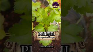 Brujitips  Correspondencias del perejil wicca herbalismomagico magiablanca [upl. by Josias]