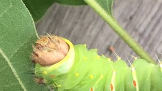 Polyphemus caterpillars feeding [upl. by Znerol]