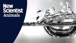 How do water striders survive a raindrop [upl. by Forrer]