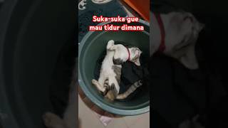 Kucing lucu tidur di ember kucingtidur [upl. by Mcallister]