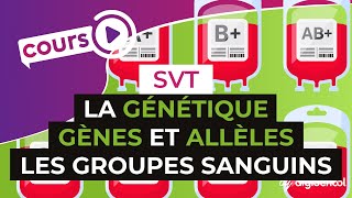 La génétique  Gènes et allèles lexemple des groupes sanguins  SVT  digiSchool [upl. by Fernando]