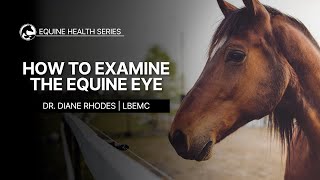 How to Examine the Equine Eye [upl. by Silvanus]