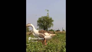 Lovely agro farm birds foryou lovelykhan goatfarming viralvideo nature shorts [upl. by Okimat352]