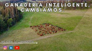 quotGANADERIA INTELIGENTEquot en Uruguay🤠 La EVOLUCION DEL CAMPO 🌱 [upl. by Suaeddaht]