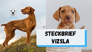 Magyar Vizsla  Steckbrief über vizsla​​ Charakter Aussehen Alltagsleben Futter Anschaffung [upl. by Ninos236]