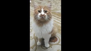 Cymric cat breed  my cat Fetch game [upl. by Haim]