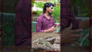 Shorts  இது தான் பச்சை ஒணான்னா😨😨  crocodile wildlife redtapetamil [upl. by Duntson]