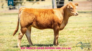 Lot 21  BJF RANCHHAND DONNA U68 PP A AA [upl. by Bergen]