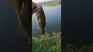 dinky dink bassfishing fishing fishingvideo youtubeshorts shorts subscribe largemouthbass 4k [upl. by Enier]