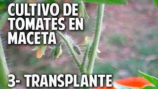 Cultivo de Tomate Parte 3  Como y Cuando transplantar cosasdeljardin [upl. by Goldia]