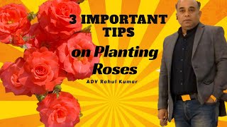 इन 3 बातो का ध्यान रखे अगर घर पे लगा है गुलाब  3 Important Tips to plant ROSES [upl. by Ardith]