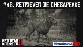 Localización Retriever de Chesapeake  46 Compendio Animales  Red dead redemption 2 [upl. by Alyn]