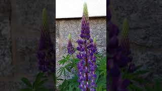 Lupinen in der Blüte Blühende Lupine Mai 2021 Düngung mit Kaffeesatz Kaffeepulver Dünger shorts [upl. by Vaenfila]